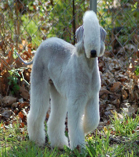 bedlington terrier breeders near me